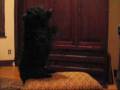 videos de merlyn show_0001.wmv