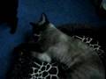 Cat and Kittens