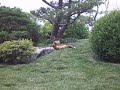 Foxes at Play