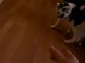 Micki unsere Katze