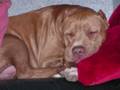 videos de Kobe Woof Productions American Pit Bull
