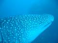 whale shark (ジンベイザメ)