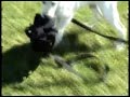 Logan The Labrador Puppy - Yellow Lab Music Video