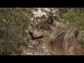 Canis Lupus (Grey Wolf) - Dedicated to Conservation documentary