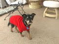 Old Dog Tricks