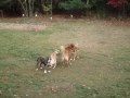 dogs playing
