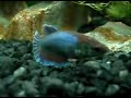 Female Rosetail Betta