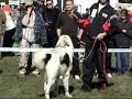 Ciobanesti Romanesti de Bucovina