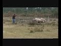 Border au troupeau