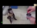 Funny pets Funniest animal videos 2015