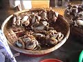 VIETNAM - FROG TO HOI AN (1)