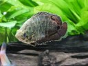 We love these fish. They are great in our 46 gallon community tank with assorted rainbowfish and a few L144 plecos for company. They are beautiful and interesting to watch since they move differently than many other fish.