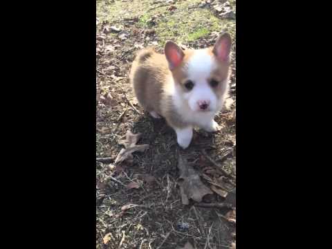AKC Male Corgi Pup red and white