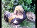 Mes poules