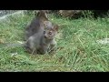 Cute Baby Fossa cub comes out to play