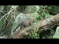 Cute Baby Fossa cub comes out to play Cute Baby Fossa cub comes out to play