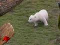 Polar Bear Knut's Keeper Found Dead