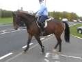 videos de 6 yrs 15 hh Bay Warmblood Witham