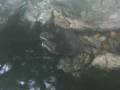 videos de Otter in Schönbrunn