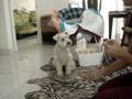 Cão Cidadão - Adestramento Inteligente - Schnauzer Snow