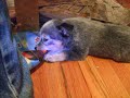 All the puppies Playing