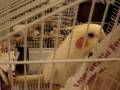 cockatiel tweety singing in your home cute very good