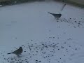 Juncoes In Snow