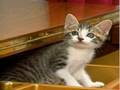 Kittens Kittens more Kittens