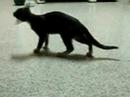 cat training cat training