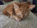 Sweet Slumber