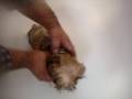 Shih