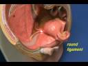 Female Reproductive Model - Pelvic Organs (Surface View).avi