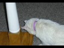 videos de Farewell to my cat