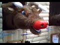 stupid raindeer stupid raindeer