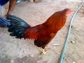 el gallo semental de cruz grande Gro.