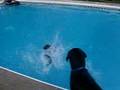 World's most unnatural swimmer 2