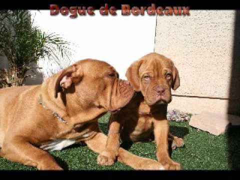 Dogue de Bordeaux