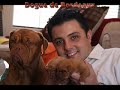 dogue de bordeaux puppies