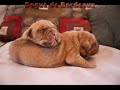 Dogue de Bordeaux puppies