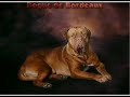 dogue de bordeaux puppies