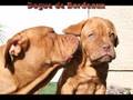 Dogue de Bordeaux puppies