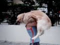 Akt�r K�pek E?itmeni Bora Erbek ve K�pegi Dost