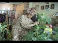 Cheetah Lady