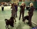 Zira \"Watercoat Marta De Natal\" Champion \"2008\"