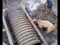 ratting