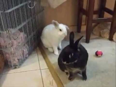 how to train potty train a bunny
