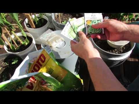 how to replant peas