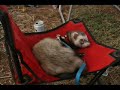 St Kilda Ferret Races 2007