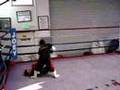 9 year old,kids mma in the ring,tiburon nice kimura,