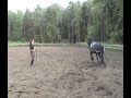 My Friesian Horse Verita lungeing